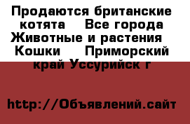 Продаются британские котята  - Все города Животные и растения » Кошки   . Приморский край,Уссурийск г.